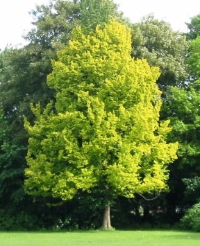 ulmus-x-hollandica-wredei-enl