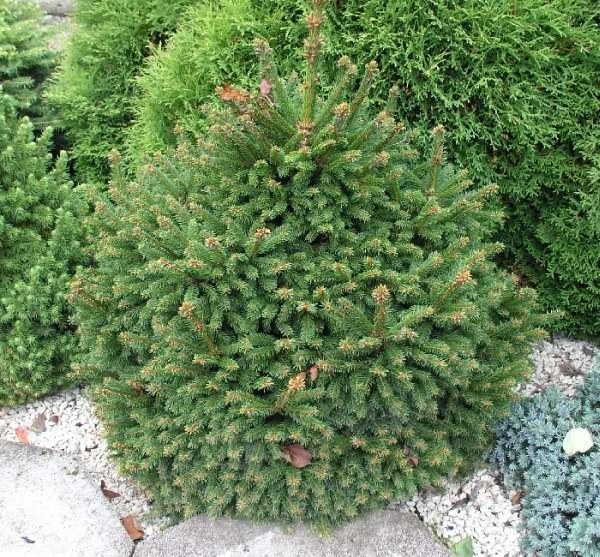 Picea-abies---Ohlendorffii