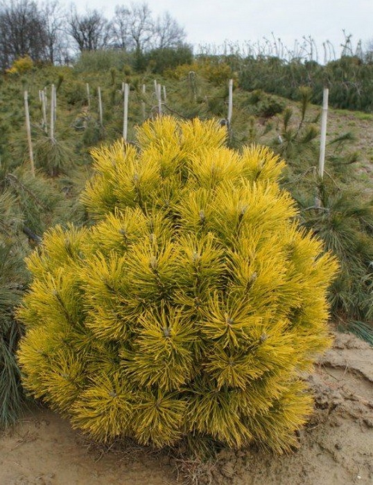Pinus mugo Wintersonne