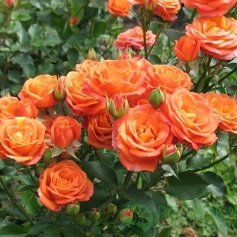 Роза бордюрная Алегрия5525