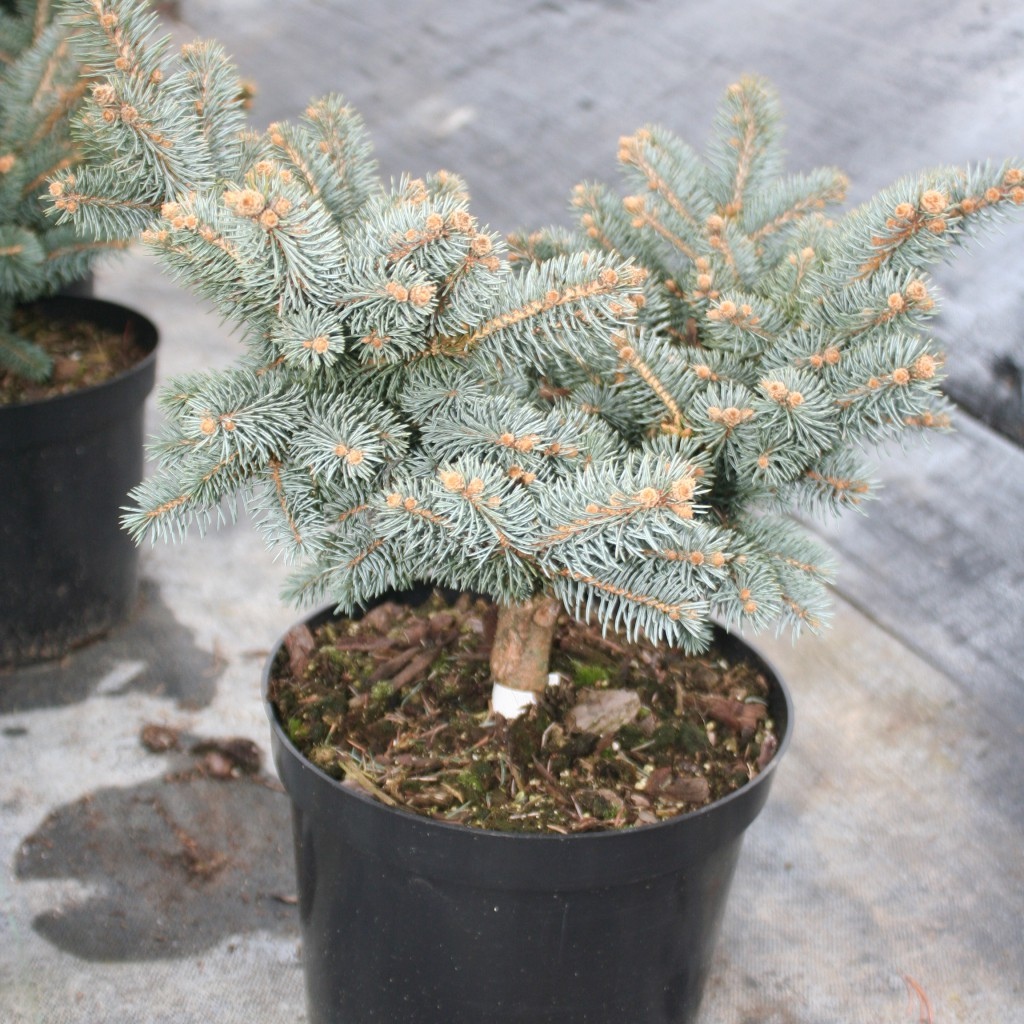271_Picea pungens Jeddeloh-1024x1024