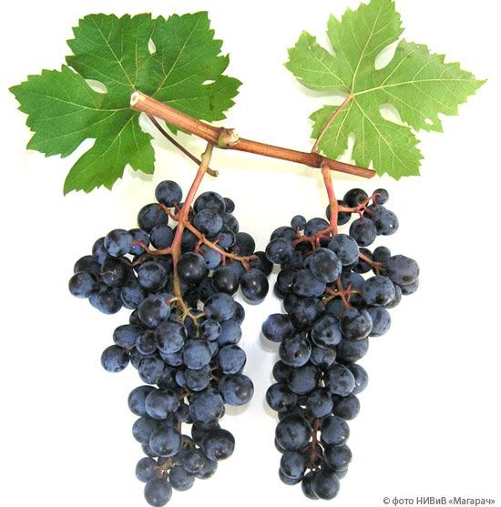 sortavinogradadlyavinodeliya_E8408B4B