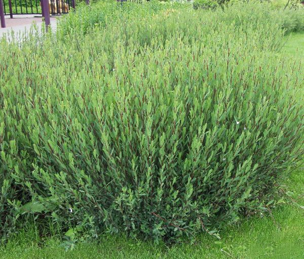salix_purpurea_nana_03_2012