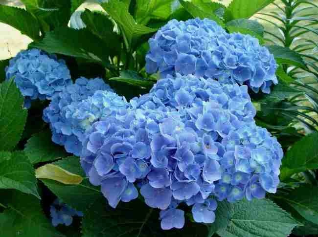 гортензия-крупнолистная-Everbloom-Blue-Heaven-Вечное-цветение-голубого-неба