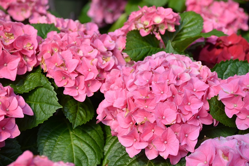 Hydrangea macrophylla Early Rosa