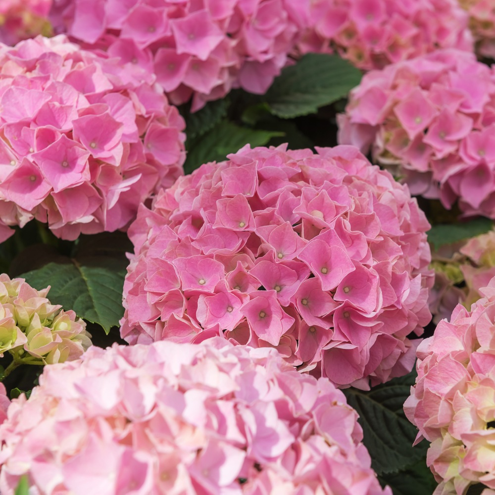 Hydrangea macrophylla Early Rosa1