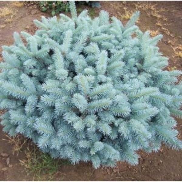 Ель Glauca Compacta1