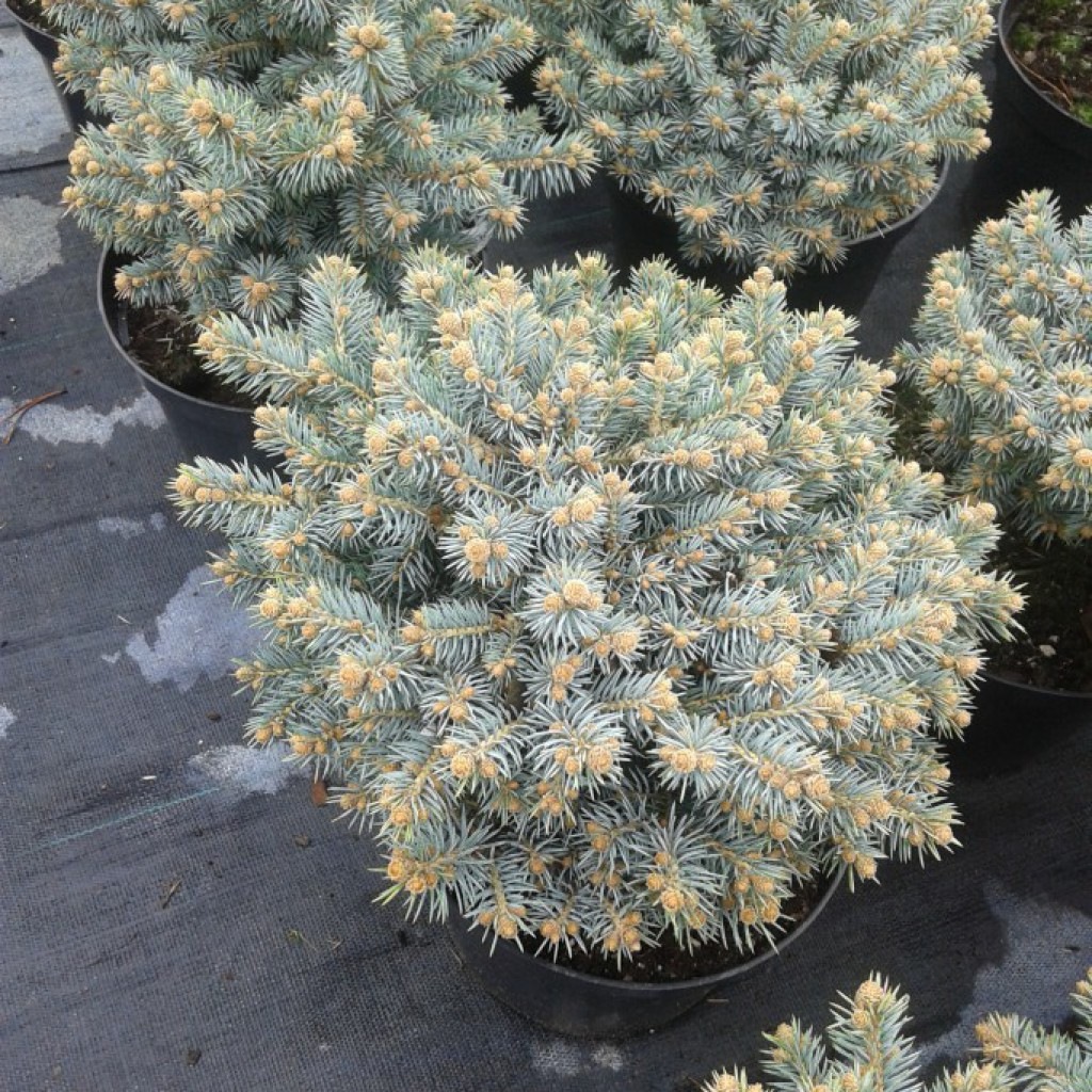 Ель Glauca Compacta2