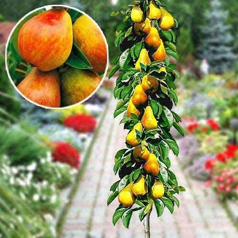 1083747117_w539_h473_grusha_kolonovidnaya_belo_krasnaya_rannyaya2