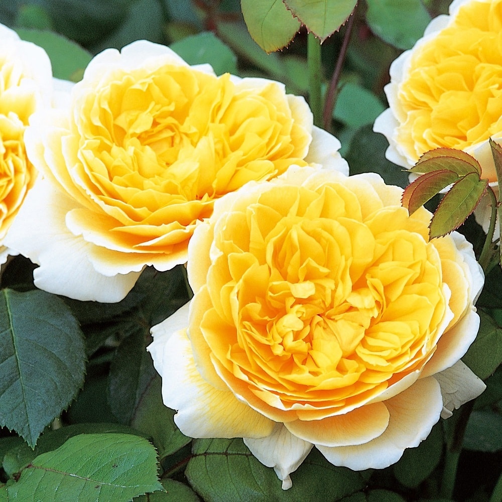Charlotte-rose-1
