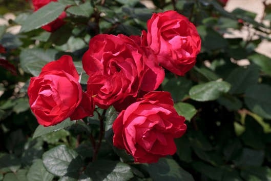 1313a-cherry_bonica