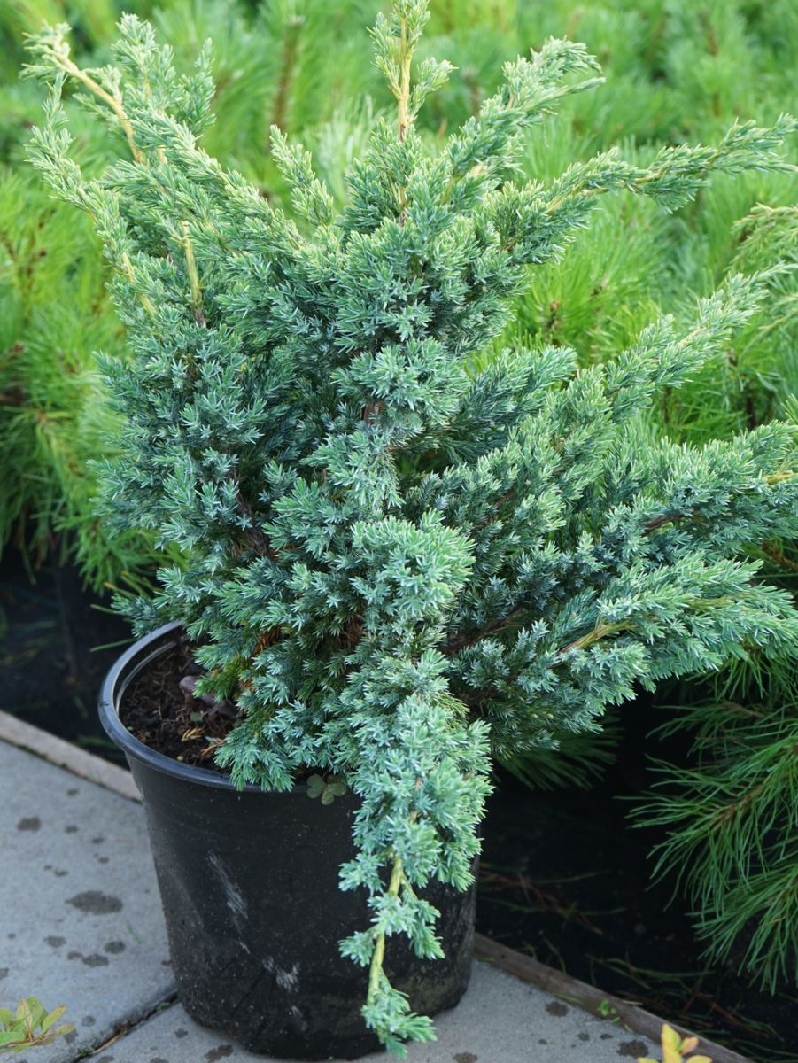 Juniperus squamata Blue Compact