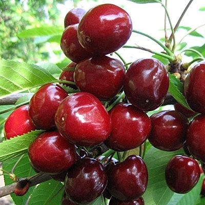 Черешня Стокатта
