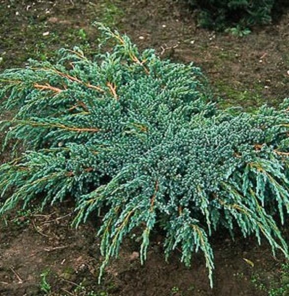 mozhzhevelnik-cheshujchatyj-blyu-spajder-juniperus-squamata-blue-spider