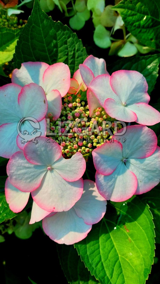 зображення_viber_2022-08-21_10-42-41-283