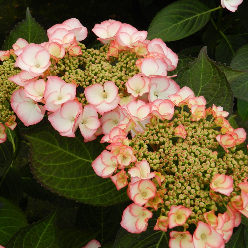 Hydrangea macrophylla Charme