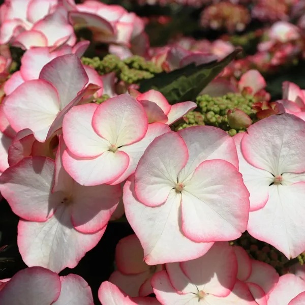 Hydrangea macrophylla Charme1