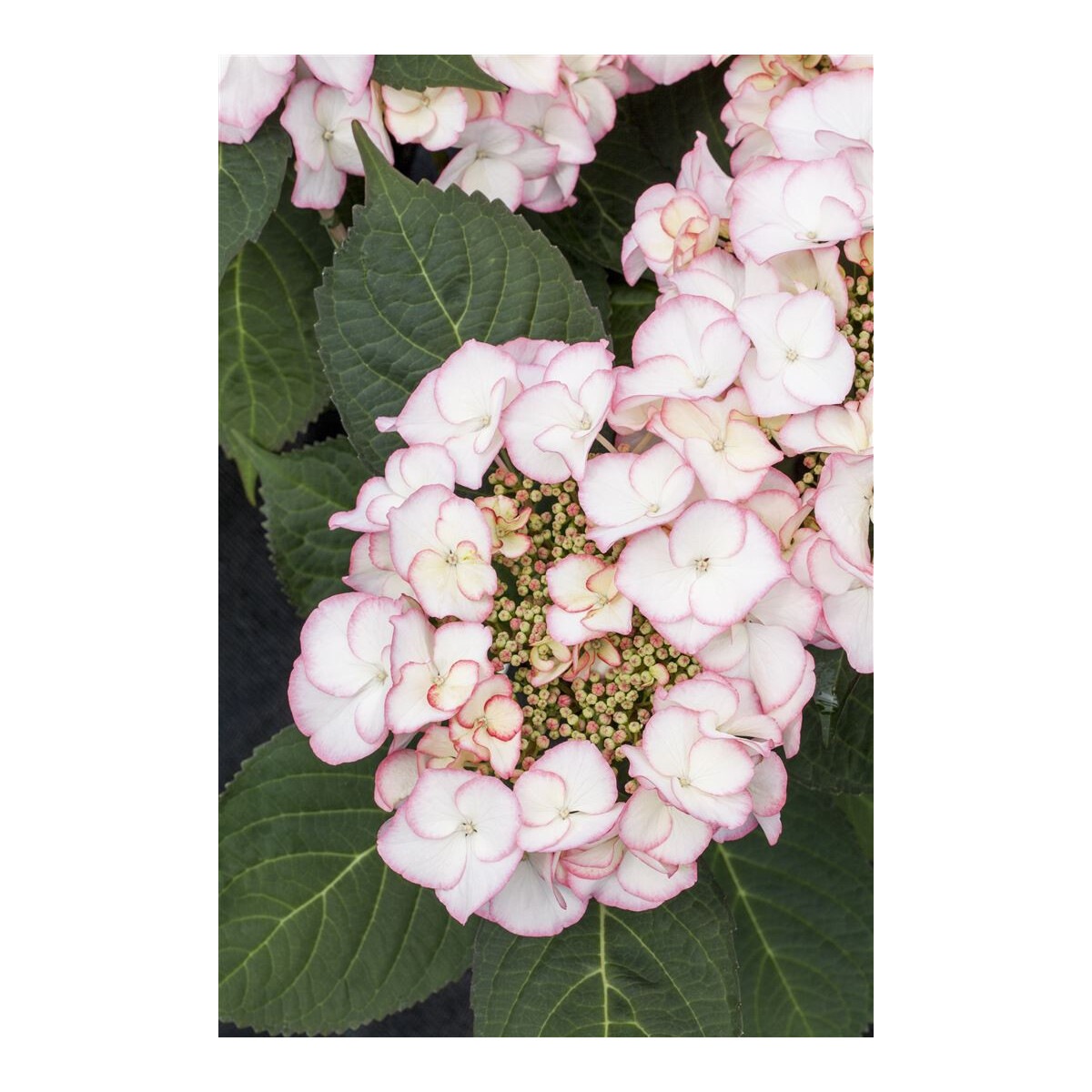 Hydrangea macrophylla Charme2