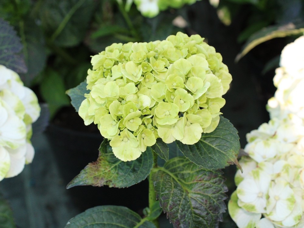 Гортензия крупнолистная Кайпирина (Hydrangea macrophylla Caipirinha) 10
