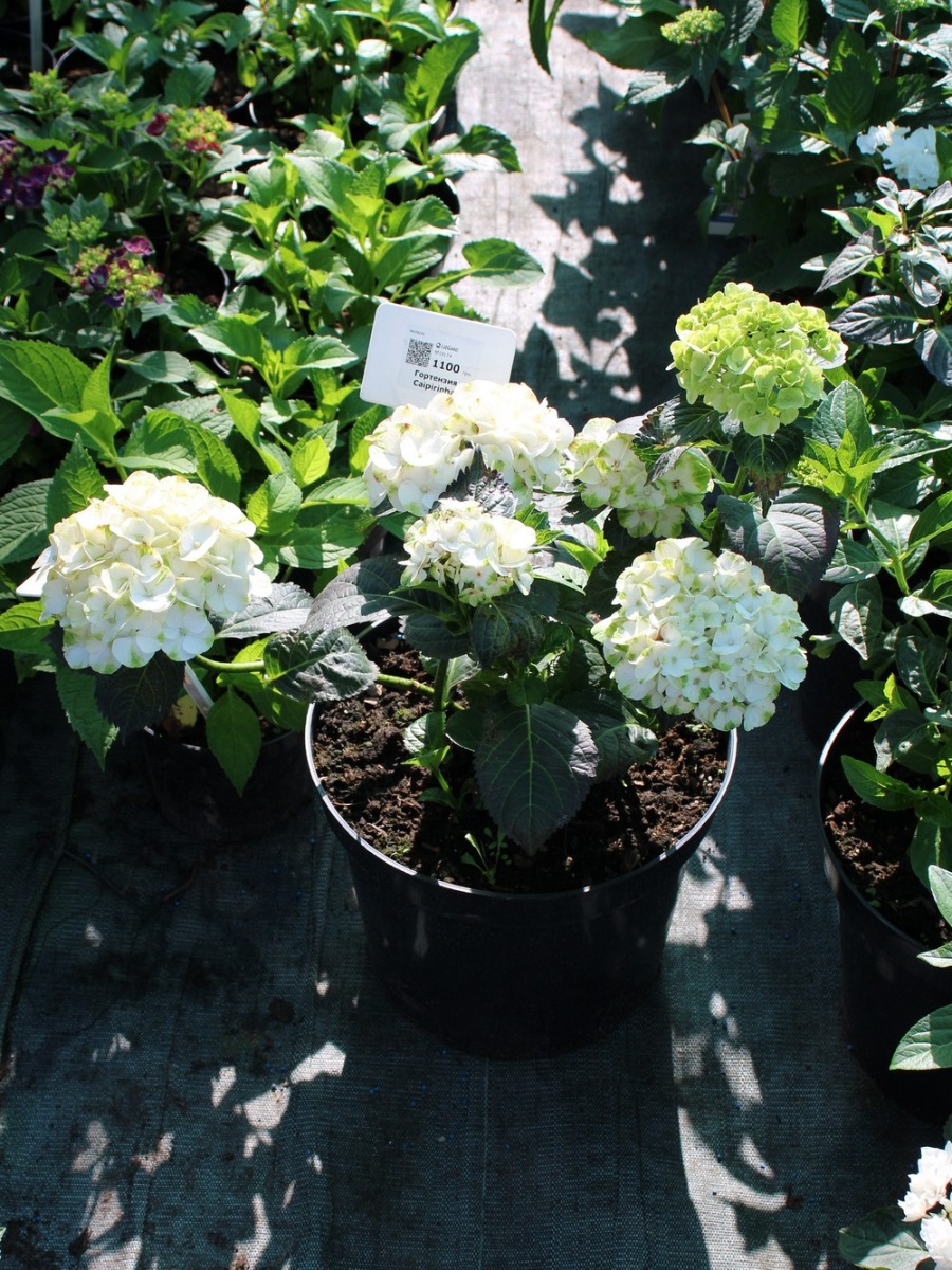 Гортензия крупнолистная Кайпирина (Hydrangea macrophylla Caipirinha) 11
