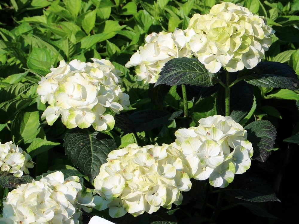 Гортензия крупнолистная Кайпирина (Hydrangea macrophylla Caipirinha) 12