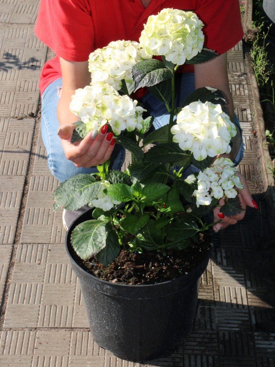 Гортензия крупнолистная Кайпирина (Hydrangea macrophylla Caipirinha) 2