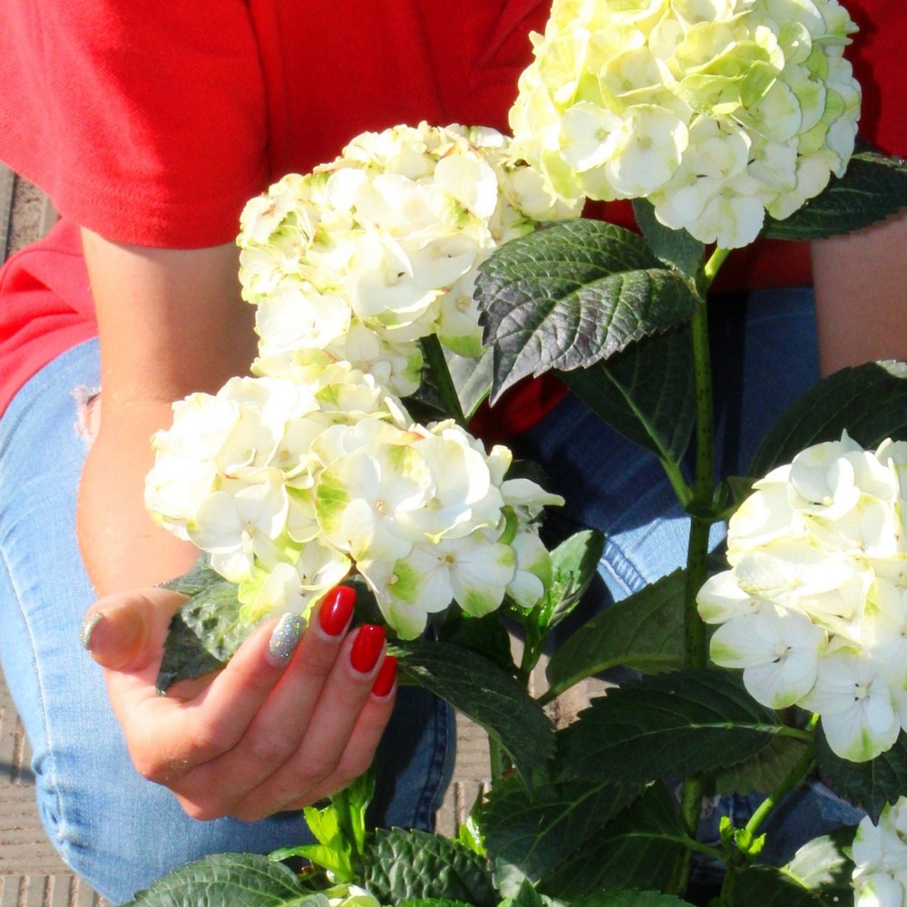Гортензия крупнолистная Кайпирина (Hydrangea macrophylla Caipirinha) 3