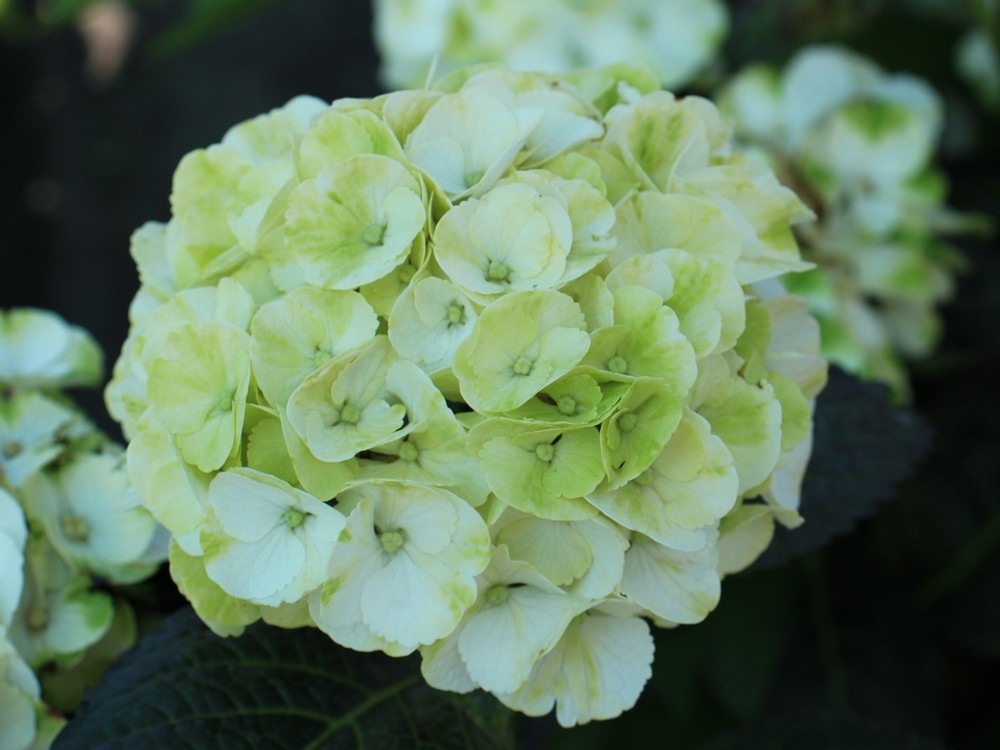Гортензия крупнолистная Кайпирина (Hydrangea macrophylla Caipirinha) 5