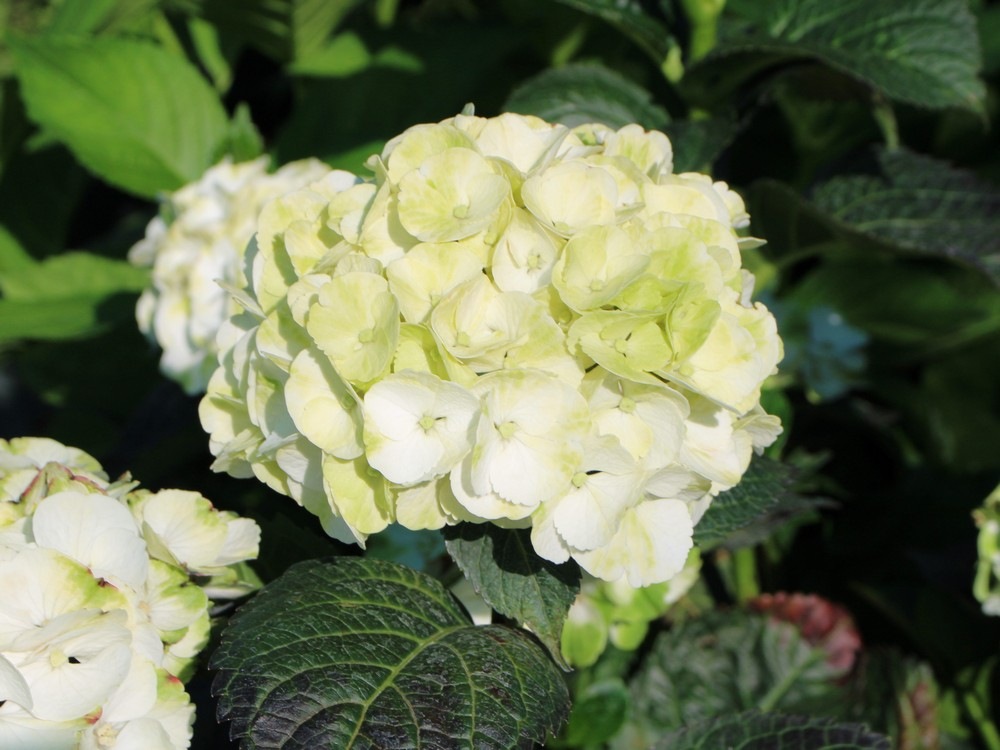 Гортензия крупнолистная Кайпирина (Hydrangea macrophylla Caipirinha) 6