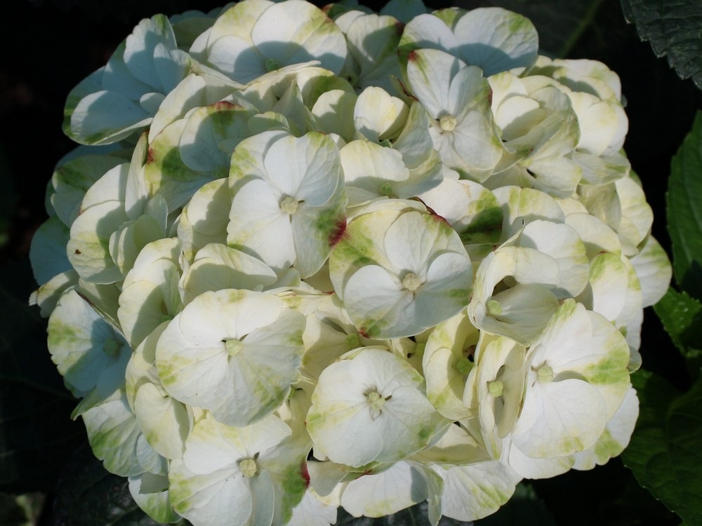 Гортензия крупнолистная Кайпирина (Hydrangea macrophylla Caipirinha) 7