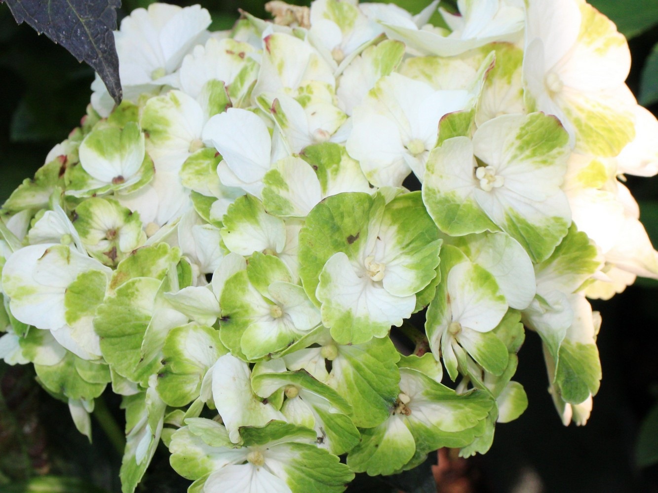 Гортензия крупнолистная Кайпирина (Hydrangea macrophylla Caipirinha) 8