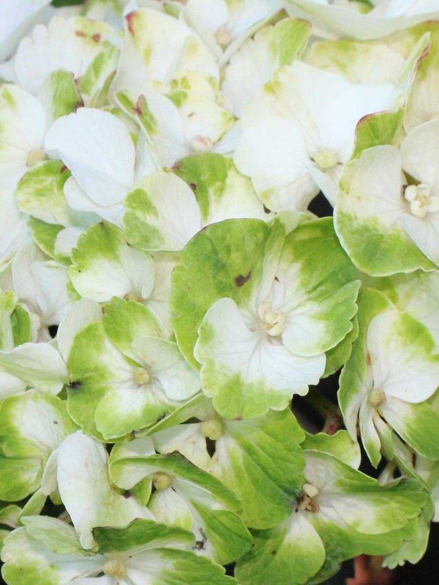 Гортензия крупнолистная Кайпирина (Hydrangea macrophylla Caipirinha) 9