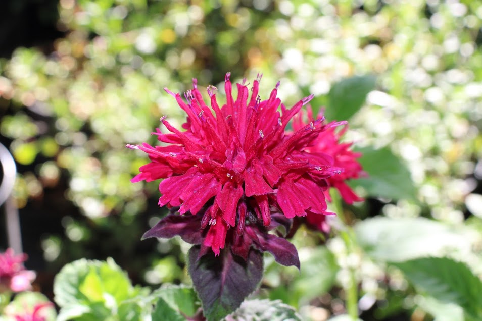 Monarda Fireball