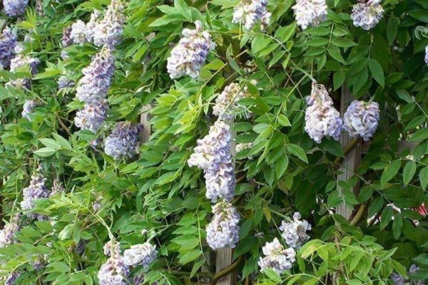 Глициния кущова Людвиг Перпл