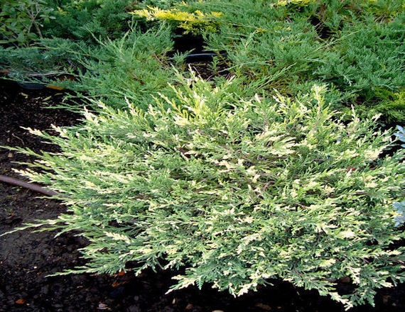 Juniperus sabina Variegata