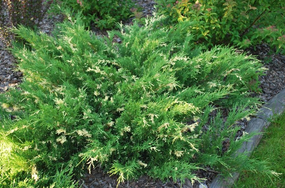 mozhzhevelnik-kozatskiy-pestrolistnyiy-variegata-1