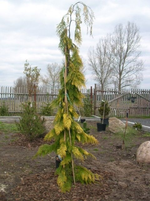 Chamaecyparis lawsoniana Filip Golden Tears
