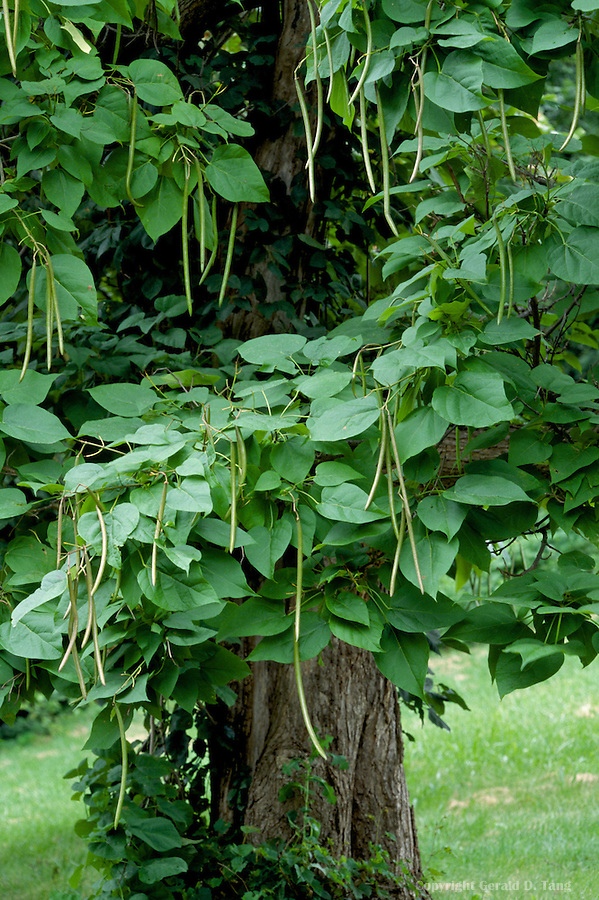 Catalpa-North-39836