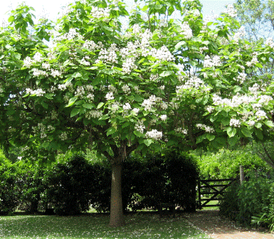 Catalpa-speciosa.gif