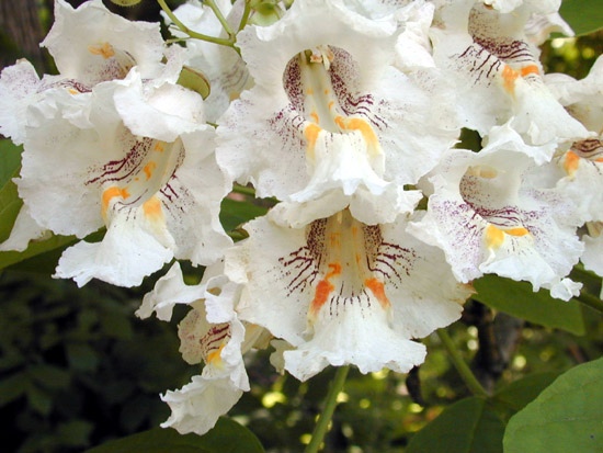 Catalpa speciosa