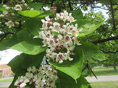 Catalpa speciosa__
