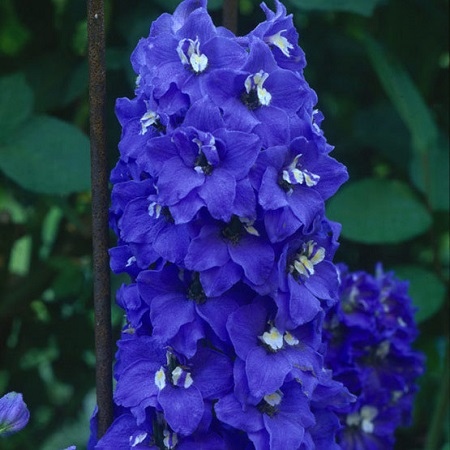 Дельфиниум Pacific Blue Bird