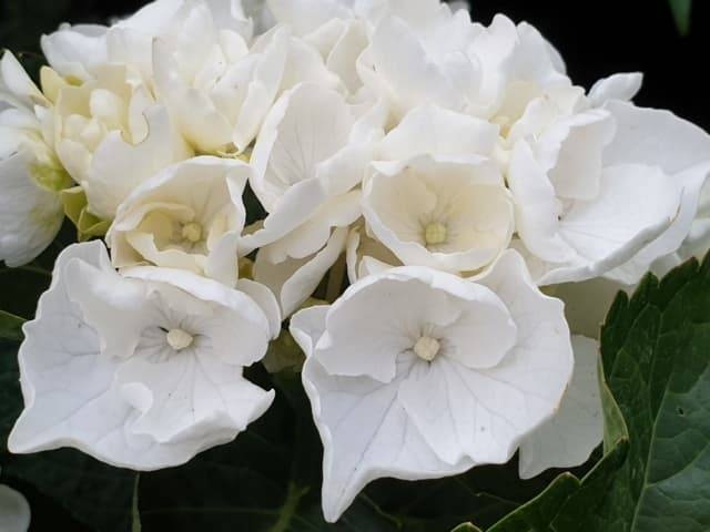 Гортензия крупнолистная White Delight