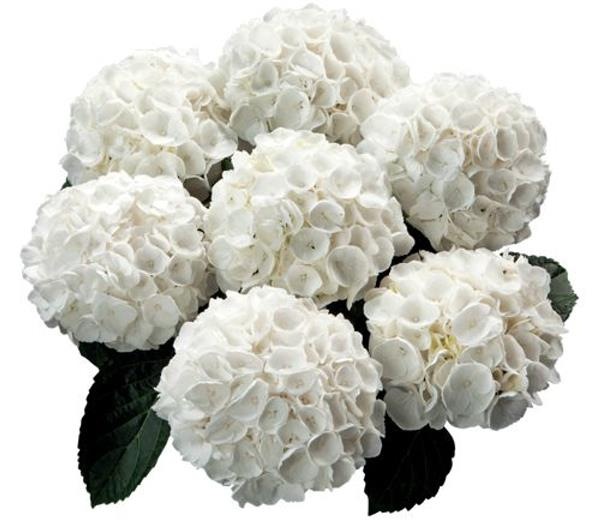 Гортензия крупнолистная White Delight1