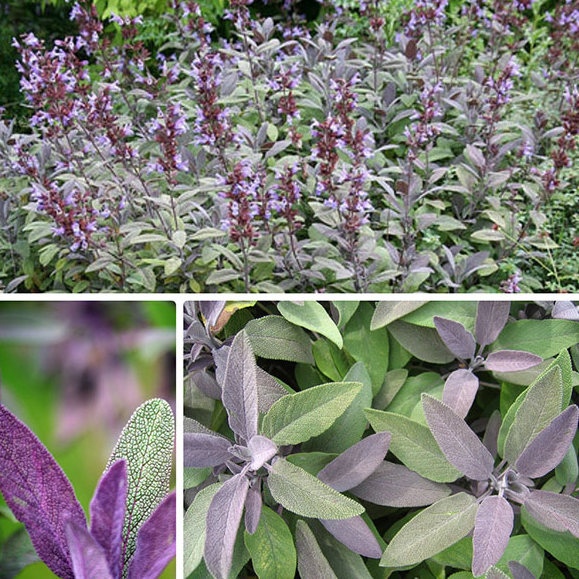 Шалфей лекарственный Purpurascens