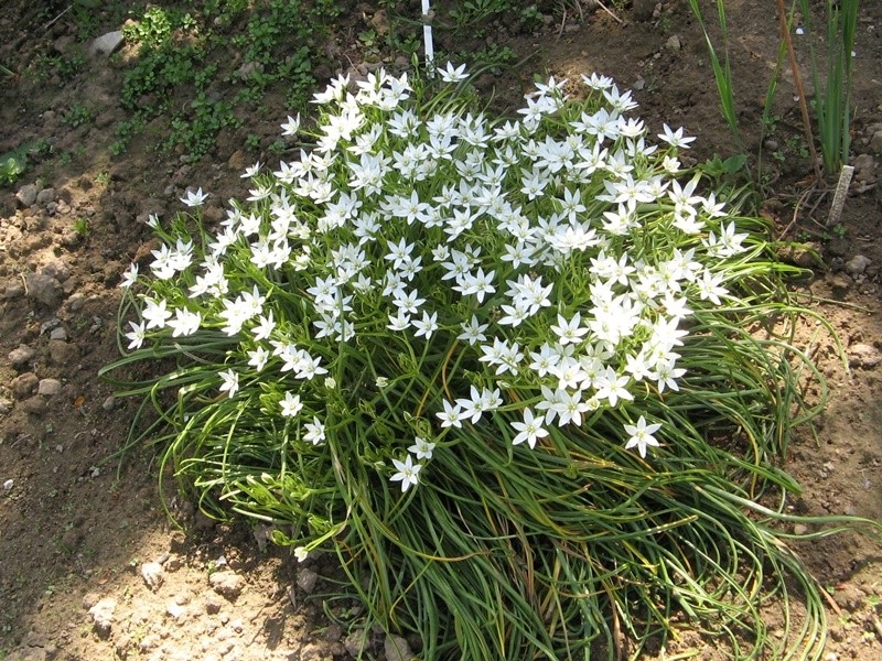 Птицемечник (Декоративный лук)