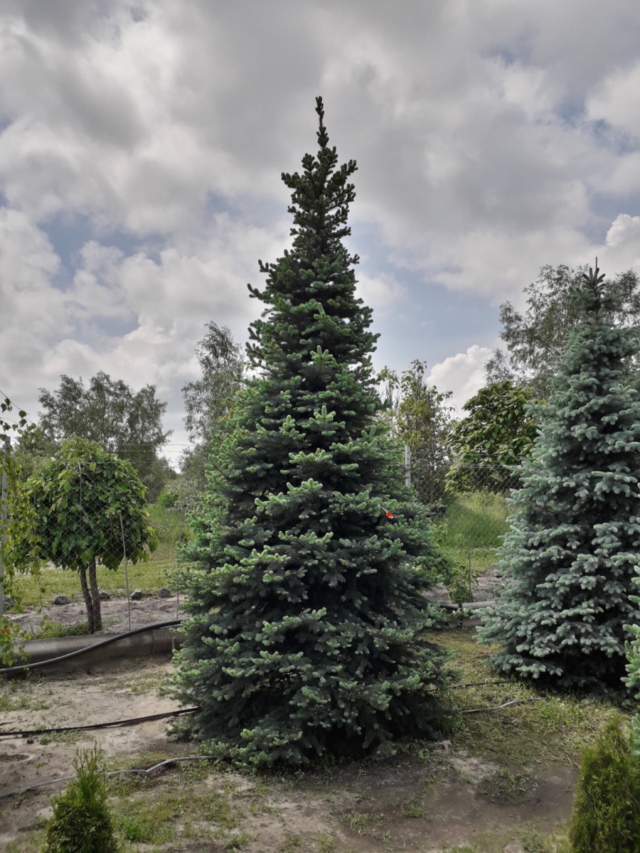 Ель голубая Glauca 9