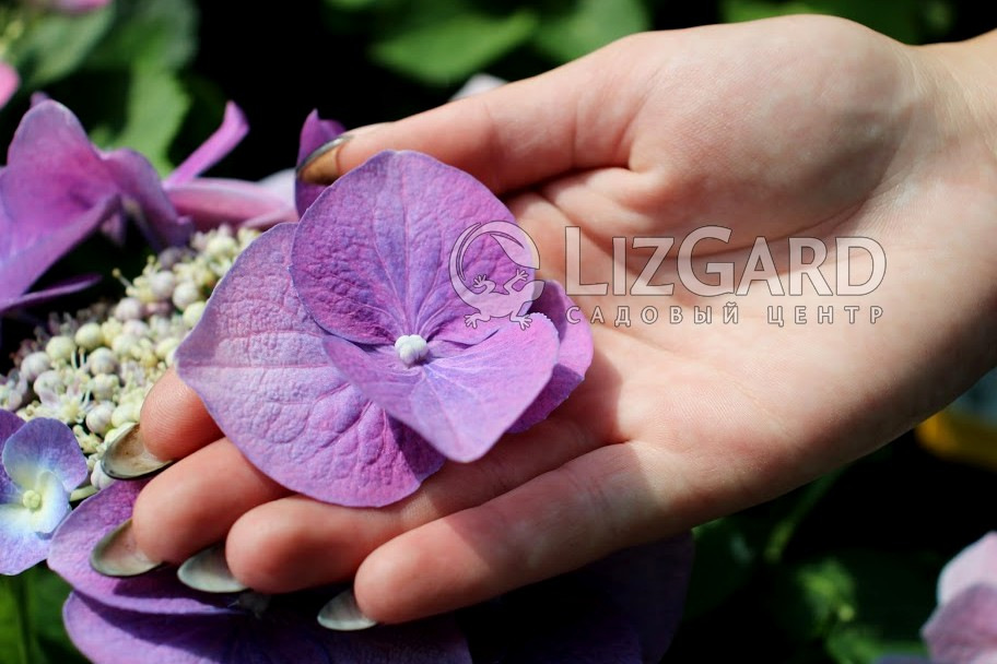Лізгард Hydrangea macrophylla Blauer Teller (1)