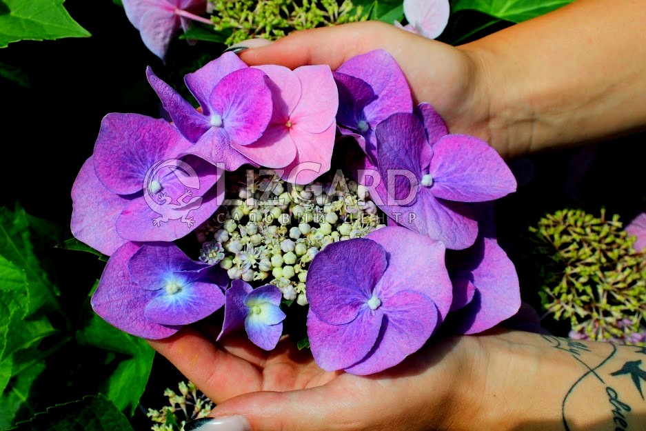 hydrangea-macrophylla-blauer-teller-2