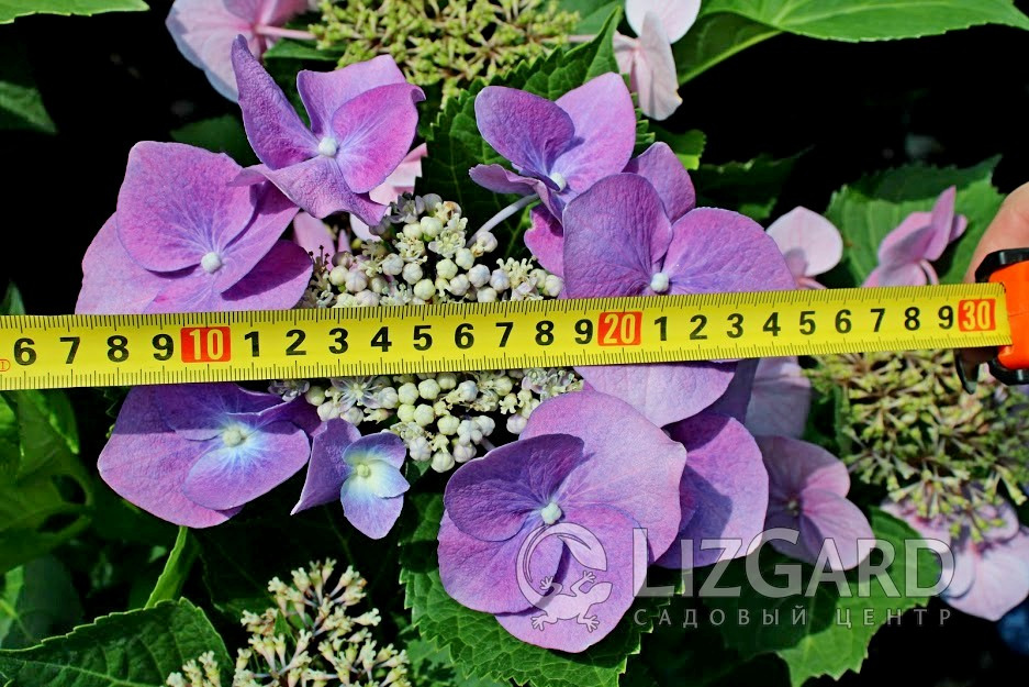 Гортензия крупнолистная Блауэр Теллер  Hydrangea macrophylla Blauer Teller Гортензія великолисткова Блауер Теллр